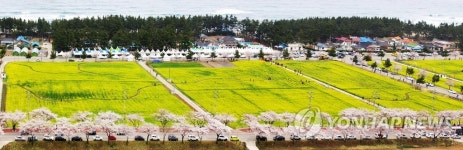 [주말 강원권 가볼만한 곳] 삼척 맹방 유채꽃축제·강릉 경포대 벚나무 군락지도 만발