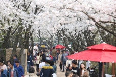 의왕시, 시민과 함께 즐기는 의왕시청 벚꽃축제 개최