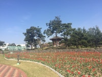 김포 걸포중앙공원, 가을 튤립·수선화 구근 1만여 근 겨울잠에서 깨어나