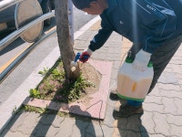 안산시 상록구, 가로수 수목병충해 방제