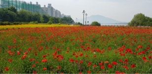 남양주시, 삼패한강시민공원 꽃양귀비 우미인초 시민들에게 선사