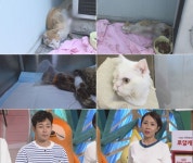 동물농장 모두가 알아야 할 충격적인 고양이 학대의 진실… 정선희 가장 악랄한 범죄