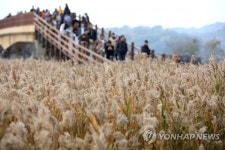 [주말 호남권 가볼만한 곳] 메밀꽃 수놓은 고창 농장…순천만 국가정원에선 갈대 축제