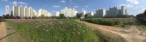 동두천시 보건소 앞 학교 부지 및 신천변 유휴 부지, 핑크 빛 가득