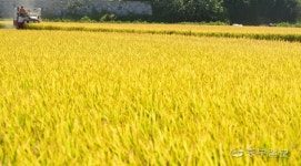 일렁이는 황금물결