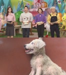 동물농장 태어나 단 한번도 제대로 서본 적 없는 강아지… 기적이 일어날까?