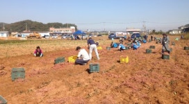 인천중구 공직자, 농촌일손돕기에 구슬땀