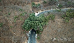 [생태통로 유명무실] 용인 곱든고개 동물이동통로, 사람들 등산로 변질