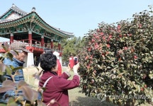 [주말 충청권 가볼만한 곳] 동백꽃 활짝 주꾸미는 통통… 보령 무창포 '신비의 바닷길 주꾸미·도다리 축제'·서천 '동백꽃·주꾸미 축제'