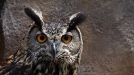 남양주서 구조된 수리부엉이, 자연으로 방사