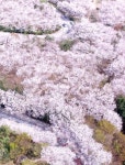 황령산 벚꽃 만개… 미세먼지 없는 푸른 하늘과 완벽 조화