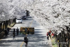 [주말 수도권 가볼만한 곳] 인천대공원·과천서 불빛 꽃놀이·파주 마장호수에 봄꽃 활짝