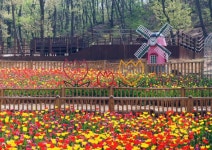 부천무릉도원수목원 봄꽃전시회 튤립 보러 오세요