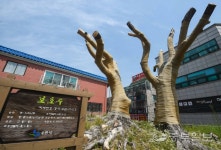 270년 된 보호 느티나무, 수원시 관리소홀로 죽어간다