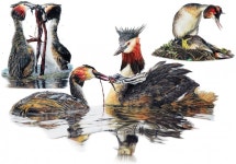 화성시, 제3회 화성호 생태 세밀화 전국 공모전 접수