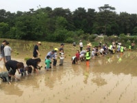 수원시, 칠보산 개구리논서 손 모내기 체험