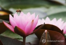 [주말 수도권 가볼만한 곳] 시흥 연꽃테마파크·인천대공원 반딧불이 날다·가평 아침고요수목원 수국 전시회