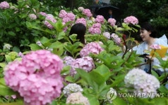 [주말 영남권 가볼만한 곳] 부산 태종사·김해 수안마을서 수국 축제 …태종대유원지도 추천
