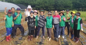 광주시 남한산성면 새마을가족, 김장배추심기 행사 개최