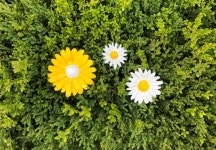 경기세계도자비엔날레, 세라믹플라워가든-평화의 꽃 만들기 진행