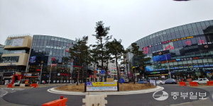 운전자 시야 막는 평택 교통섬 불법 가로수