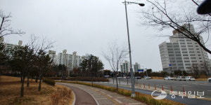 운전자 시야 막는 평택 교통섬 불법 가로수