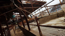 아프리카돼지열병 희생농가 비대위 현실적 보상 약속 헌신짝