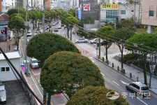 수원시, 가로수 보다 전문적으로 관리