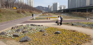 안양시, 안양천 일대 봄꽃 2만5천 본 새로 심어
