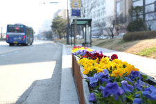 성남 중원구청, 코로나19로 지친 마음 봄꽃으로 달랜다