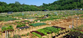 [e안산소식] 모종에서 수확까지…안산시, 드림스타트 드림 토마토 텃밭 제공
