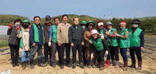 [e광주소식] 풍년을 기원하며… 광주시 남한산성면 새마을 가족, 고구마 심기 행사 개최