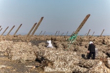 [강화·옹진 그물망 규제 풀어야] 분양아파트 한곳도 없는데 전매제한 규제