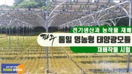 [e파주소식] 전기생산과 농작물 재배…파주시, 영농형 태양광 재배작물시험 착수