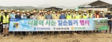 경기신보, 안성 마늘농가서 일손돕기 구슬땀