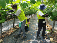 인천농협, 영농철 맞아 옹진군 포도 농가 일손돕기