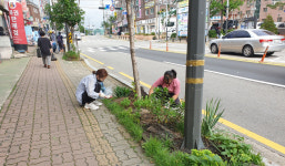 [e안산소식] 아름다운 거리환경 조성… 안산시 사동, 석호로 가로수 잡초제거 나서
