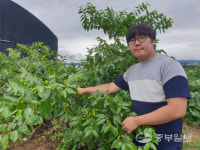 [행복한 청년농부] 오은식 오부자농장 대표 더 많은 사람들이 보약 대추 즐길 수 있도록 노력할 것