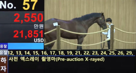 코로나19로 경주마 경매시장도 빨간불
