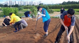 수원 매탄1동, 이웃사랑나눔 매여울 텃밭서 파종