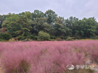 생태계 위해성 2급 핑크뮬리, 지자체 애물단지로 전락