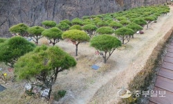 유가족에게 2천만원 받고 불법 영업한 양주시 한 수목장