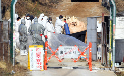 [중부포토] 여주 예방적 살처분