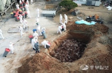 용인 산란계 농장서 AI 항원검출…내일부터 19만마리 살처분