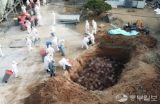 화성 AI 발생 산란계 농장 4곳으로 늘어…156만 마리 살처분 예정