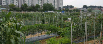 [e이천소식] 농사체험 기회 제공…市, 2021년 도시농장 텃밭가꾸기 이용자 모집