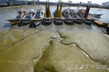 인천 소래포구 3주째 녹조 의심 현상…원인은?