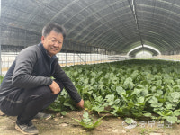 [농업왕 새농민] 장용길 나린농장 대표 욕심 버리고 고품질 열무 재배에만 집중합니다