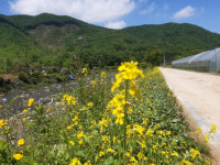 용담천과 어우러진 노란 유채꽃… 여주 산북면, 시민들 발길 유혹