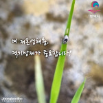 병해충 피해 최소화 나선 평택시, 벼 저온성해충 발생에 따른 적기방제 당부
